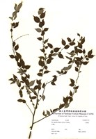 藏品(燈稱花)的圖片